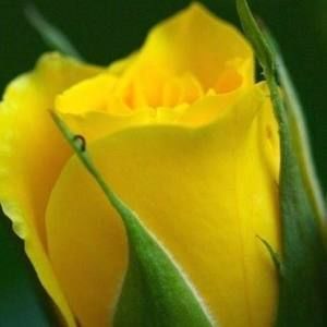 Meet your Posher, Janet